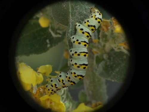 Cucullia lychnitis